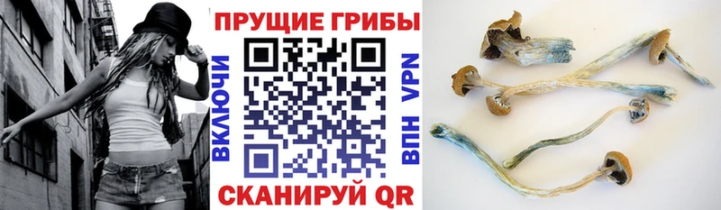 купить наркоту  Красный Холм  Галлюциногенные грибы Magic Shrooms 